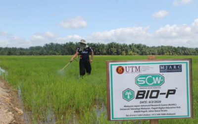 SCW Organic Fertilizer: 400% Increment in Rice Production Yield